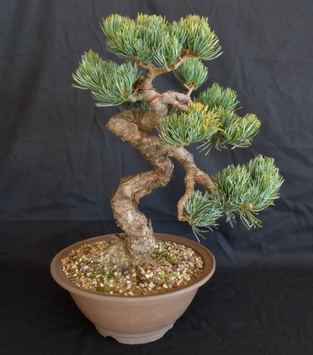 Bonsai pinus pentaphylla - bonsai,