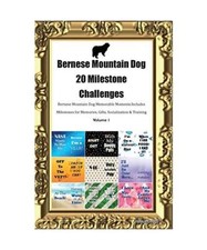 Bernese Mountain Dog 20