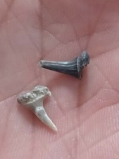 Odontaspis Acutissima. Dente