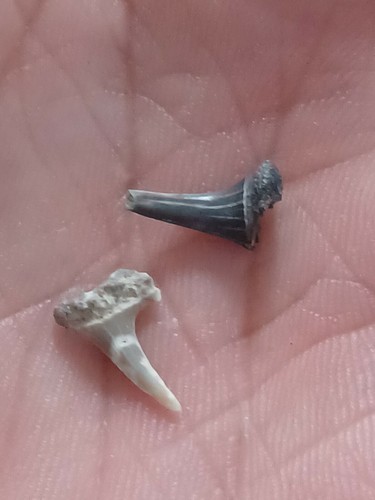 Odontaspis acutissima dente - odontaspis,