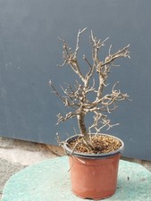 Bonsai Frassino Robusta