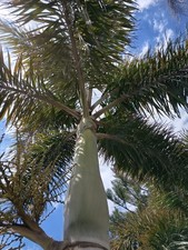 Wodyetia bifurcata Palma coda