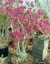 ADENIUM MULTIFLORUM - 5 SEMI "semi freschi" + OMAGGIO