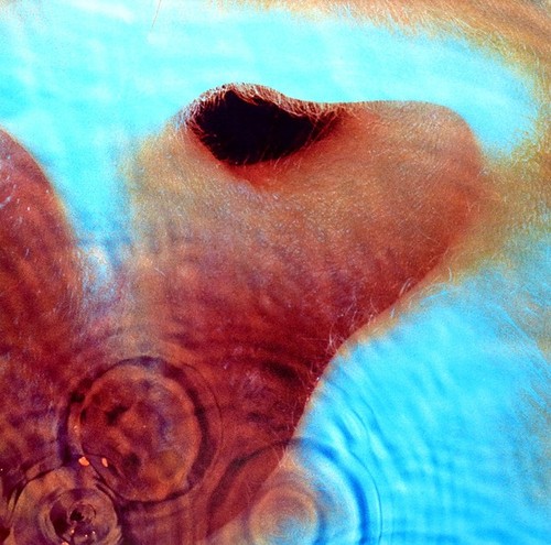 Pink floyd meddle - floyd,