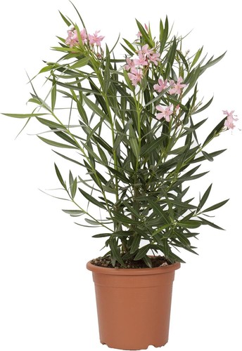 Nerium oleander rosa - nerium,