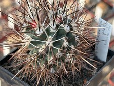 Sclerocactus glaucus SB 141 -