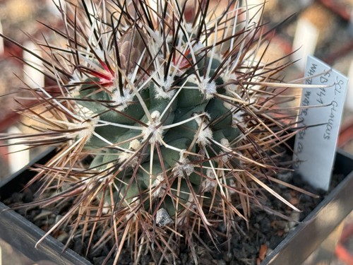 Sclerocactus glaucus 141 - sclerocactus,