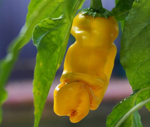 Peperoncino peter pepper - peter,
