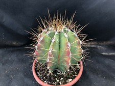 ASTROPHYTUM MYRIOSTIGMA F. ORNATUM BIG CACTUS PIANTE GRASSE AGAVE 17