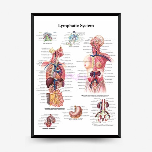 Poster stampa educativa corpo - poster,