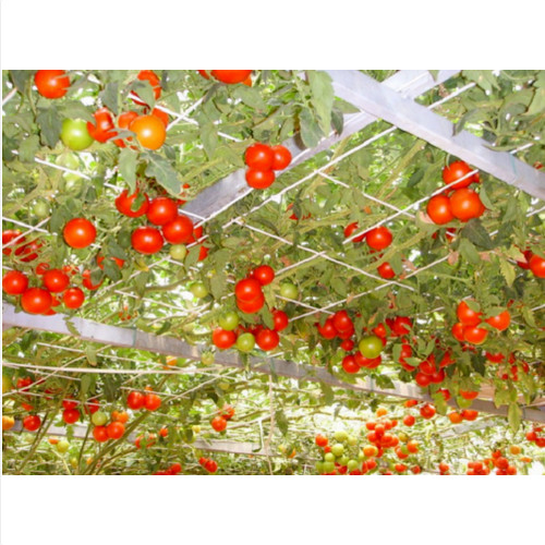 Semi pianta albero pomodoro - pianta,