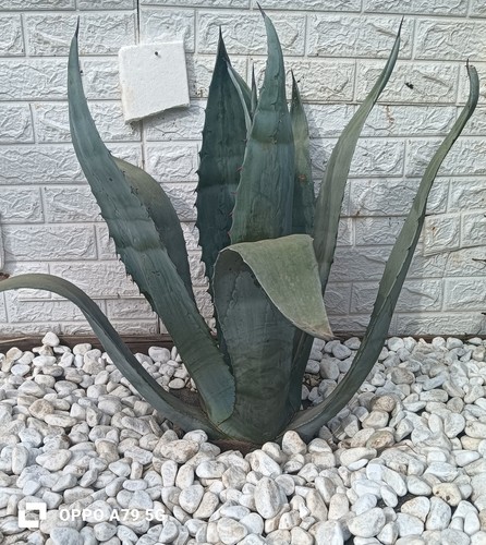Agave americana blu grande - agave, blu-grande