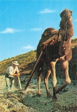 ESPAGNE TENERIFE ARANDO CON CAMELLO