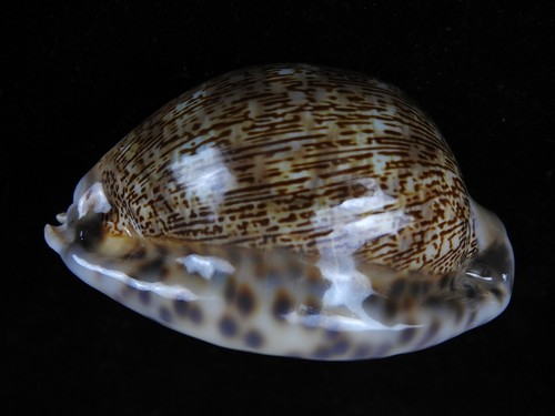 Sea shell mauritia - shell, arabica