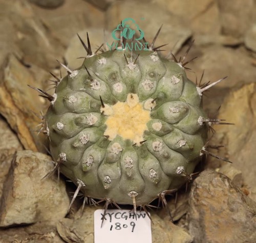 Cm raro copiapoa - 1,