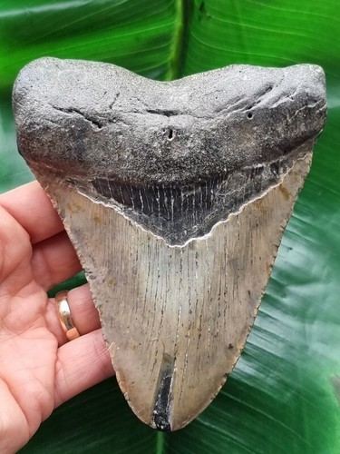 Dente grigio del megalodonte