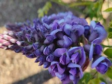 RARA GLICINE wistera bonsai