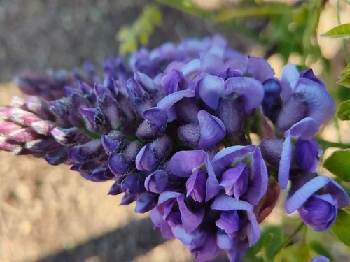 Rara glicine wistera - wistera, bonsai
