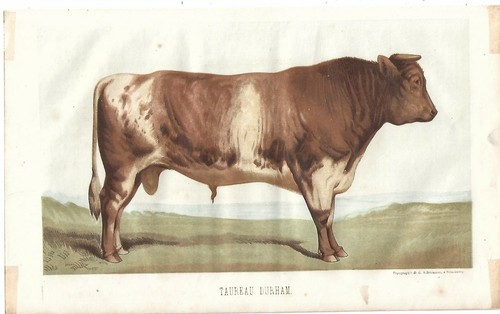 Stampa antica toro - stampa,