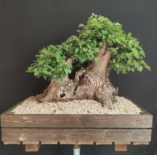 PRE BONSAI ESEMPLARE DI OLMO