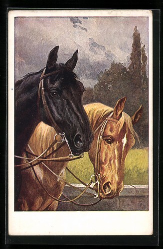 Cartolina artista cavallo - cartolina,