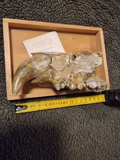 Orso delle caverne fossile