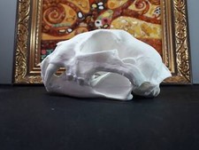 Bob Cat Replica teschio |