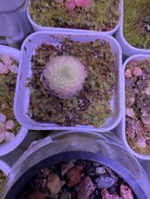 Pinguicula Snozzberry -