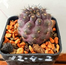 Copiapoa cinerea var columna