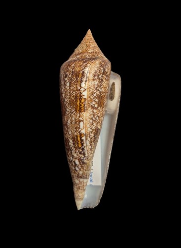 Conchiglia shell conus - shell,