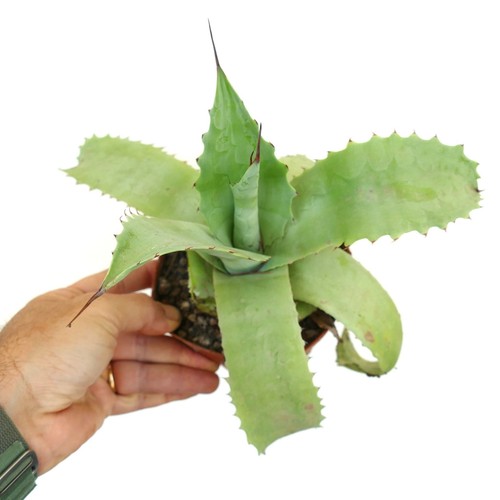 Agave potosiensis - potosiensis,