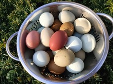 20 EasterEgger coloranti