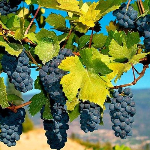 Vite profumata ania - vite, 2l