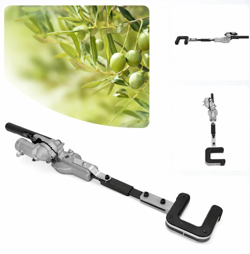 Testa raccogli olive - testa,