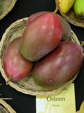 Pianta mango osteen - di,