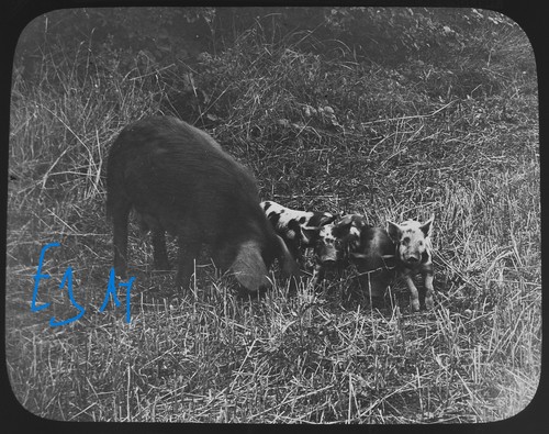 Photo sow with piglets - with, c1910
