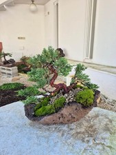 Bonsai di Ginepro Kishu