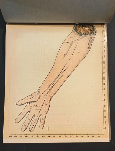 Anatomia avambraccio atlante - anatomia,