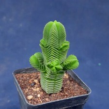 Pianta succulenta 5 cm