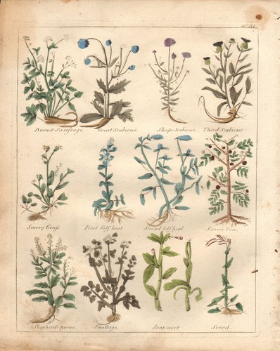 1810 print culpepers - culpepers, herbal