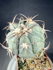 Echinocactus horizonthalonius CZ 85 Arteaga, Coah