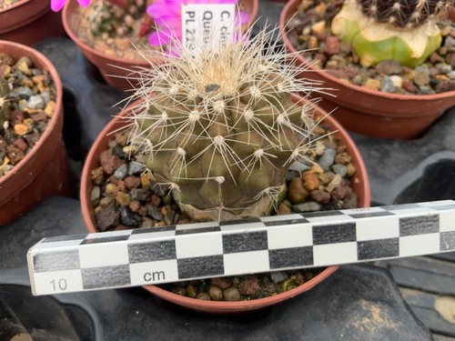 158 copiapoa cinerea ssp - cinerea,