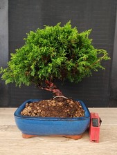 bonsai ginepro itoigawa 31 cm
