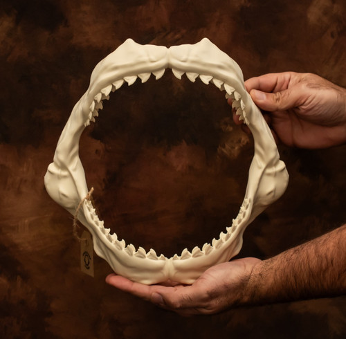 Tiger shark jaws and - shark,