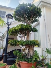 Bonsai  - Albero - Piante Ornamentali - Pianta bonsai - Ficus  PiantaMia