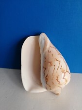 SPLENDIDA CONCHIGLIA
