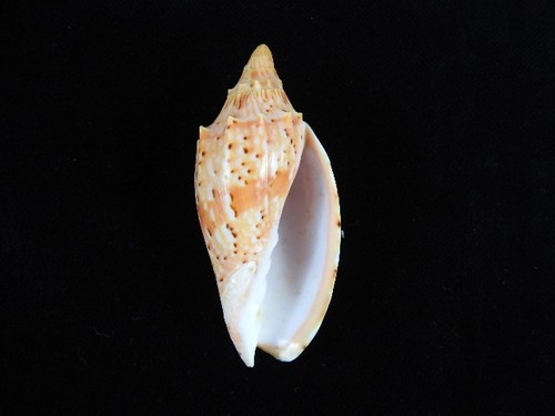 Sea shell cymbiola pulchra - shell,