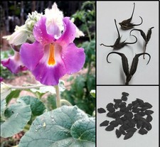 5 Semi Artiglio del Diavolo Proboscidea Louisianica Common devil's claw seeds