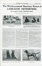 LABRADOR RETRIEVER OUR DOGS