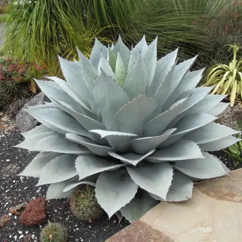 Agave ovatifolia vedi pianta - ovatifolia,